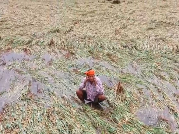 India News | Bihar: Heavy Rains and Strong Winds Devastate Paddy Crops in Danapur