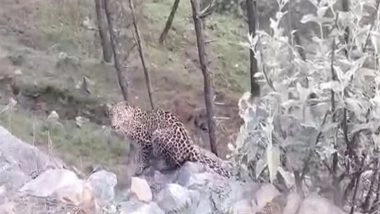 India News | 13 Year Old Boy Killed in Leopard Attack in Pune Rural , Villager Sets Forest Dept Vehicle and Office on Fire
