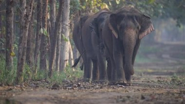 India News | CITES Highlights High Standards at Vantara and Strong Indian Regulations