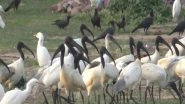 India News | Tamil Nadu: Rare Sighting of Black-headed Ibis Seen in Thoothukudi Salt Pans