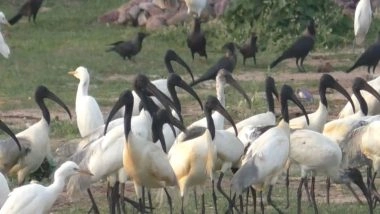 India News | Tamil Nadu: Rare Sighting of Black-headed Ibis Seen in Thoothukudi Salt Pans