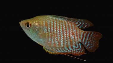 India News | Kaziranga Unveils New Survey Reports of Fish, Frog and Reptile Diversity