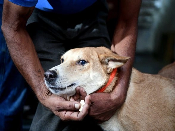 India News | SC Orders Removal of Stray Dogs from Hospitals, Schools, Railways and Bus Stations