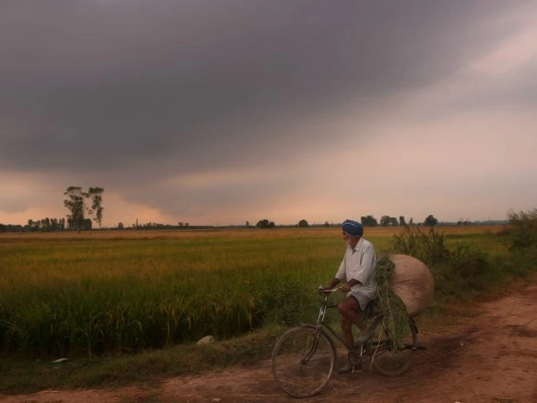 India News | Punjab: Paddy Arrival Nearing 150 LMT Mark; Crosses 144 LMT Figure
