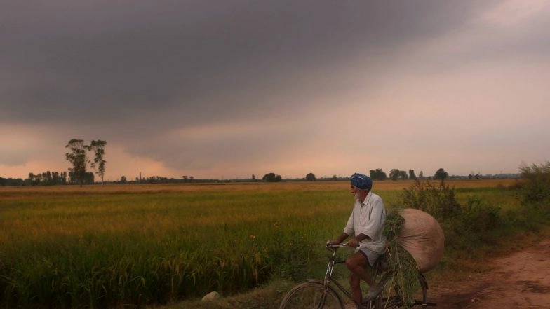 India News | Punjab: Paddy Arrival Nearing 150 LMT Mark; Crosses 144 LMT Figure