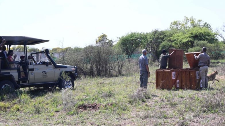 World News | Botswana Hands over Eight Cheetahs to India During President Murmu's Historic Visit