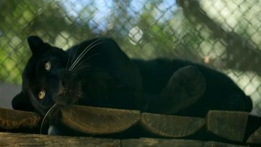 World News | 'Ghost of the Forest' Black Panther Makes Public Appearance at the Central Zoo in Nepal