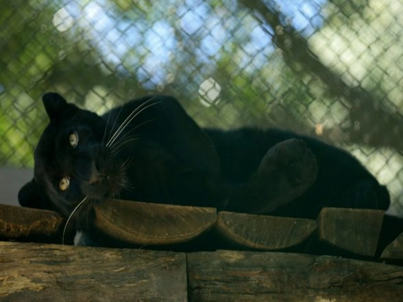 World News | 'Ghost of the Forest' Black Panther Makes Public Appearance at the Central Zoo in Nepal