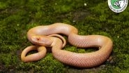 India News | Assam State Zoo Team Records First-ever Albino Checkered Keelback in State