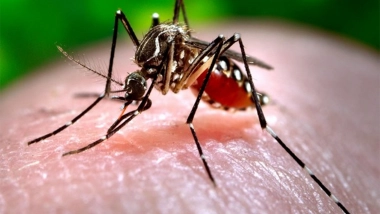 World News | Pakistan: Toll Rises to 36 as Three More Dengue-related Deaths Reported in Sindh