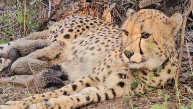 India News | MP: Indian-born Cheetah Mukhi Gives Birth to 5 Cubs at Kuno National Park