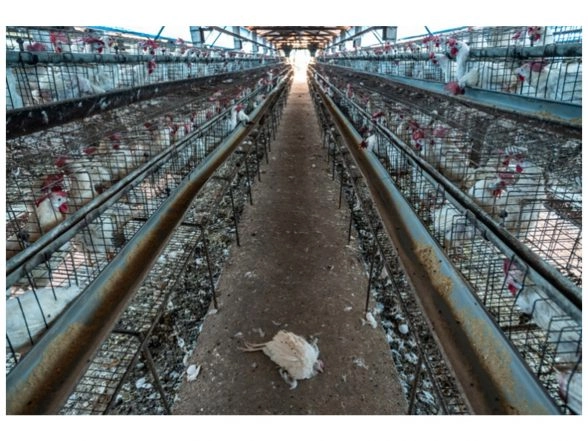 Business News | World Animal Protection Welcomes National Action Plan-AMR 2.0 and Calls for Improved Animal Welfare to Curb Misuse of Antibiotics in the Animal Farming Sector