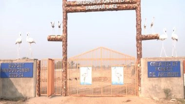 India News | Rajasthan: Foreign Migratory Birds Return to Sambhar Lake, Millions of Flamingos, Other Species Create a Stunning Sight