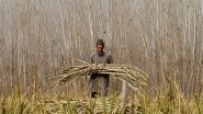 World News | Pakistan: Sindh Sugarcane Farmers Crushed by Government Inaction