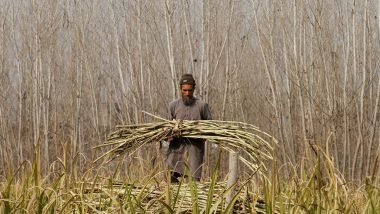 World News | Pakistan: Sindh Sugarcane Farmers Crushed by Government Inaction