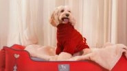 Business News | Love in the Layers: HUFT's Winter Collection Is Here to Make Life Magical for Pets and Their People