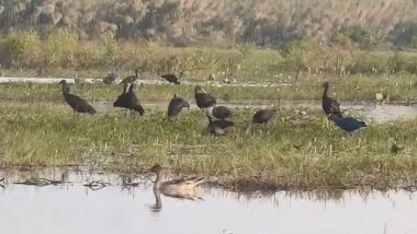 India News | Over Two Lakh Migratory Birds Arrive at Chilika Lake; Authorities Tighten Patrolling Against Poaching