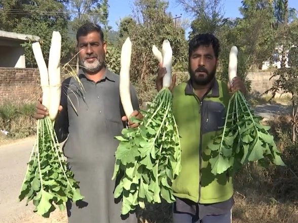 India News | Mehra Village in Rajouri Turns 100% Organic as Youth Lead a Sustainable Farming Shift