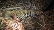 Maharashtra: Man-Eater Leopard Shot Dead After 3 Deaths in Pune&rsquo;s Pimparkhed