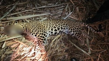 Maharashtra: Man-Eater Leopard Shot Dead After 3 Deaths in Pune’s Pimparkhed