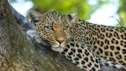 Leopard Spotted in Mahabaleshwar: Big Cat Caught on CCTV Near West Lodge in Maharashtra’s Satara (Watch Video) Leopard Spotted in Mahabaleshwar: Big Cat Caught on CCTV Near West Lodge in Maharashtra’s Satara (Watch Video)