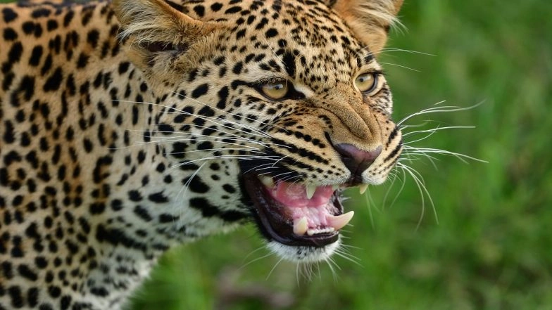 Leopard Scare in Pune: Big Cat Spotted Roaming Near Pune Airport, Video Surfaces