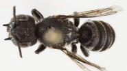 'Megachile Lucifer' Bee Discovered in Australia: Scientists Find New Species of Bee With Tiny Devil-Like 'Horns' in Goldfields, Name It 'Lucifer'; Here's Why 'Megachile Lucifer' Bee Discovered in Australia: Scientists Find New Species of Bee With Tiny Devil-Like 'Horns' in Goldfields, Name It 'Lucifer'; Here's Why