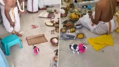 Technologia or Mocking Traditions? Video of Toy Cow in Griha Pravesh Ceremony Sparks Debate; Know More About This House Warming Tradition