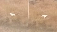 Wolf-Dog Mating in India: Viral Video Shows Wolf and Dog Mating As Country Records Rare Case