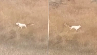 Wolf-Dog Mating in India: Viral Video Shows Wolf and Dog Mating As Country Records Rare Case