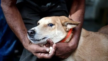 Compensation for Dog Bite: Karnataka Announces INR 5 Lakh Relief for Fatal Dog-Bite Victims’ Families; INR 5,000 for Injured