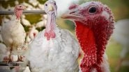 Thanksgiving 2025: This Thanksgiving, Let&rsquo;s Choose To Keep Turkeys off Our Plates and Show Our Kindness to Those in Need