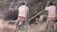 Wild Boar Attack in UP: Forest Ranger Severely Injured During Rescue Operation in Badaun, Disturbing Video Surfaces