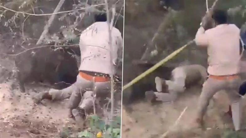 Wild Boar Attack in UP: Forest Ranger Severely Injured During Rescue Operation in Badaun, Disturbing Video Surfaces