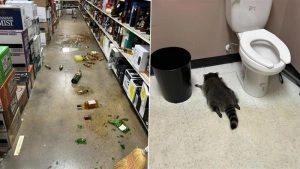 Raccoon Breaks Into Virginia Liquor Shop, Found Face Down by Staff After Boozy Rampage Near Toilet (Watch Video)