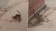 Cat vs Snake in UP: Cat Kills Snake After Brief Fight in Pratapgarh, Video of Rare Animal Encounter Goes Viral