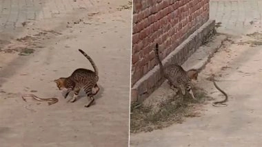 Cat vs Snake in UP: Cat Kills Snake After Brief Fight in Pratapgarh, Video of Rare Animal Encounter Goes Viral
