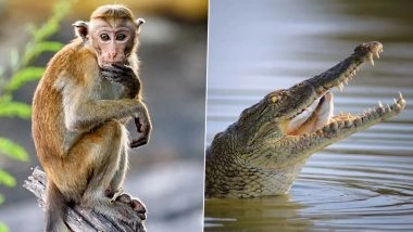 Odisha: Monkeys Risk Lives, Leap Into River to Save One of Their Own From Crocodile&rsquo;s Attack (Watch Video)