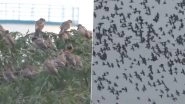 Rosy Starling Birds in Tamil Nadu: Large Flocks of Migratory Birds Seen in Thoothukudi (Watch Video)