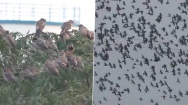 Rosy Starling Birds in Tamil Nadu: Large Flocks of Migratory Birds Seen in Thoothukudi (Watch Video)