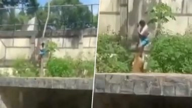 Brazil Zoo Horror: Teen Mauled to Death by Lion After Climbing Into Enclosure at Arruda Camara Zoobotanical Park, Disturbing Video Surfaces