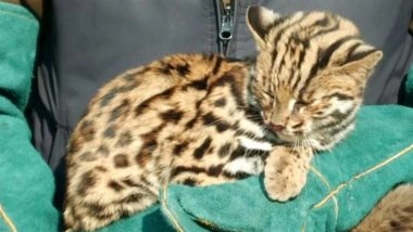 Cheetah Cub Dies After Being Hit by Speeding Vehicle on Agra-Mumbai Expressway in MP