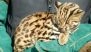 Madhya Pradesh: Cheetah Cub Dies After Being Hit by Speeding Vehicle on Agra-Mumbai Expressway