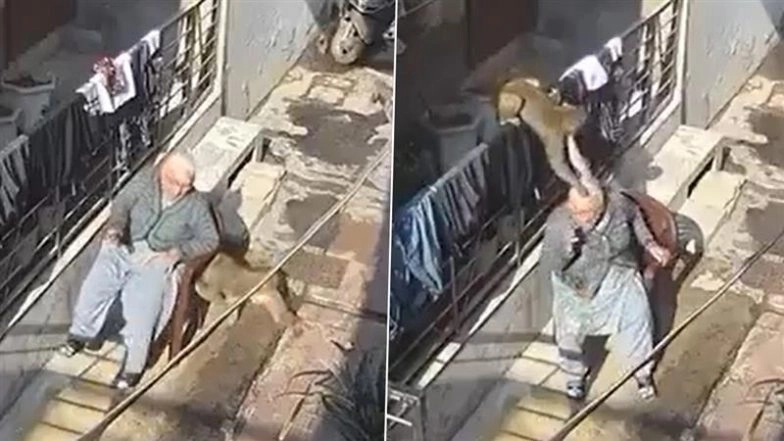 Monkey Attack in Haryana: Viral Video Shows Monkeys Attacking Elderly Woman Outside Home in Bahadurgarh