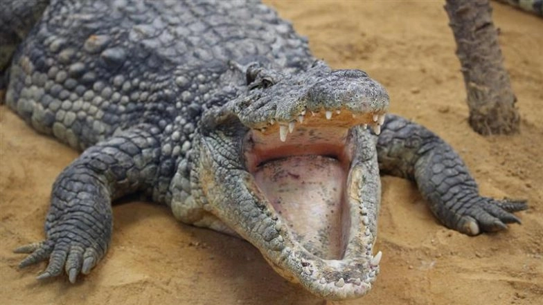 The Biggest Crocodile Ever? Why the 20-Foot-Long River Nile Giant Gustave Still Haunts Africa