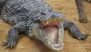 Mumbai: Crocodile Rescued From Electricity Duct at Aarey Metro Complex