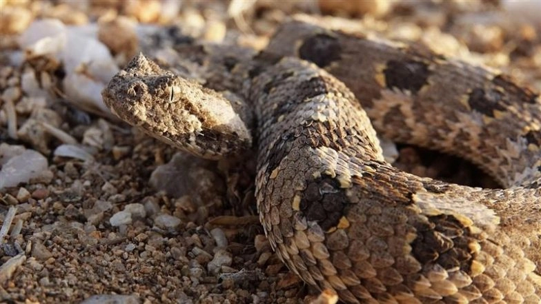 Gujarat Snake Rescue Video: Man Performs CPR on Venomous Russel’s Viper in Valsad, Clip Goes Viral