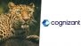 Leopard Sightings in Pune: IT Firm Cognizant Issues Advisory for Hinjawadi Employees Amid Rising Wild Animal Encounters
