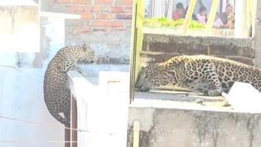 Leopard Scare in Nagpur: Big Cat Enters Residential Area in Pardi, Attacks 7 People; Captured (Watch Video)