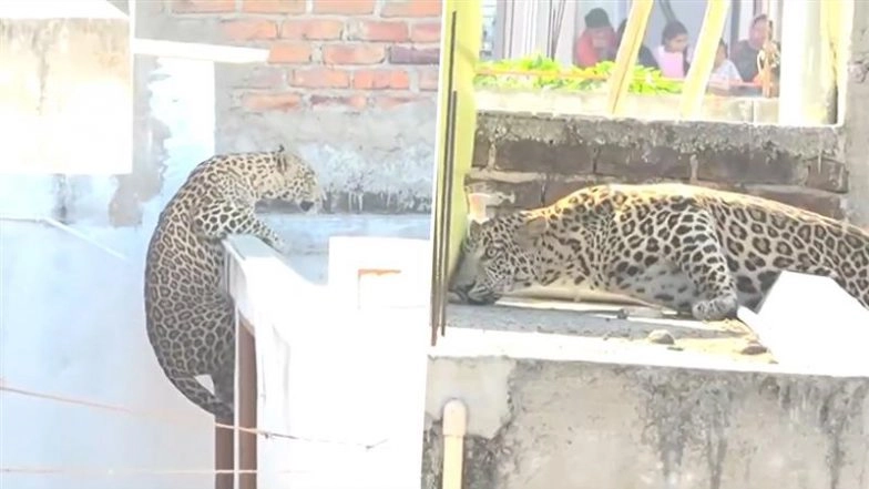 Leopard Scare in Nagpur: Big Cat Enters Residential Area in Pardi, Attacks 7 People; Captured (Watch Video)